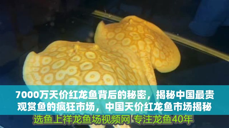 7000萬(wàn)天價(jià)紅龍魚背后的秘密，揭秘中國(guó)最貴觀賞魚的瘋狂市場(chǎng)，中國(guó)天價(jià)紅龍魚市場(chǎng)揭秘，7000萬(wàn)成交背后的觀賞魚產(chǎn)業(yè)瘋狂現(xiàn)象