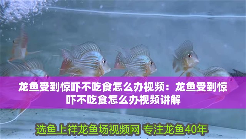 龍魚受到驚嚇不吃食怎么辦視頻：龍魚受到驚嚇不吃食怎么辦視頻講解