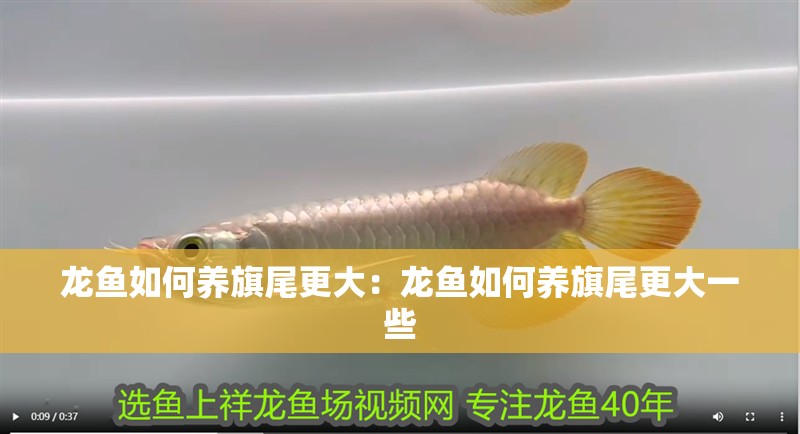 龍魚如何養旗尾更大：龍魚如何養旗尾更大一些