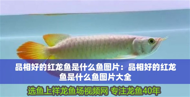 品相好的紅龍魚是什么魚圖片：品相好的紅龍魚是什么魚圖片大全