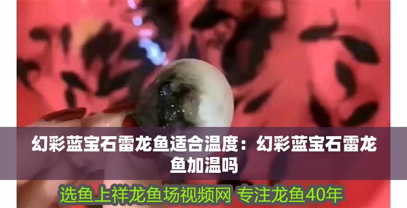 幻彩藍寶石雷龍魚適合溫度：幻彩藍寶石雷龍魚加溫嗎