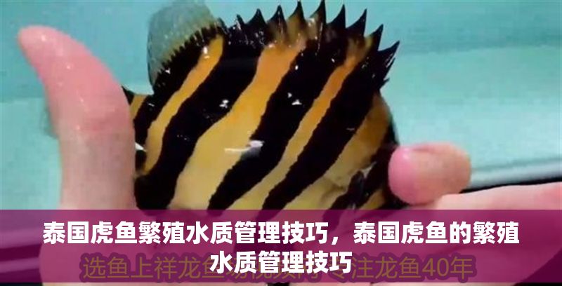 泰國虎魚繁殖水質管理技巧,泰國虎魚的繁殖水質管理技巧 虎魚百科 第1張 泰國虎魚繁殖水質管理技巧,泰國虎魚的繁殖水質管理技巧 泰國虎魚繁殖水質管理技巧,泰國虎魚的繁殖水質管理技巧 虎魚百科 第1張