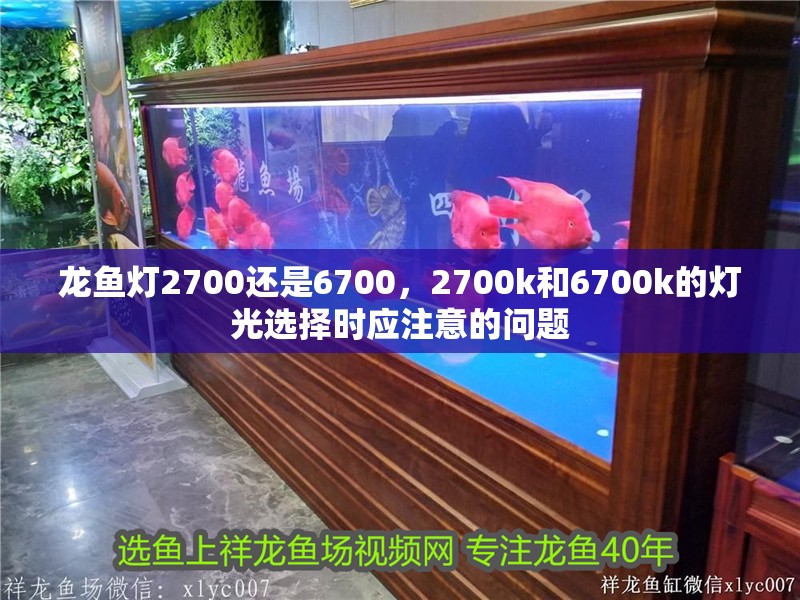 龍魚燈2700還是6700，2700k和6700k的燈光選擇時應注意的問題