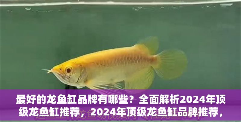 最好的龍魚缸品牌有哪些？全面解析2024年頂級龍魚缸推薦，2024年頂級龍魚缸品牌推薦，權威解析與選購指南