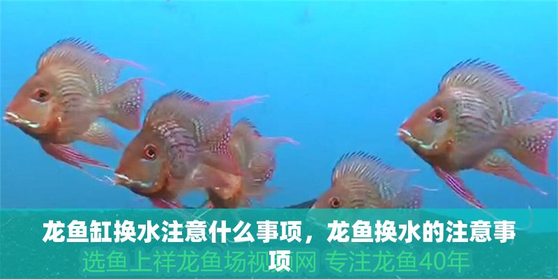 龍魚缸換水注意什么事項(xiàng)，龍魚換水的注意事項(xiàng)
