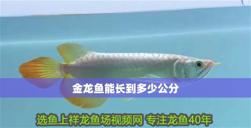 金龍魚能長到多少公分