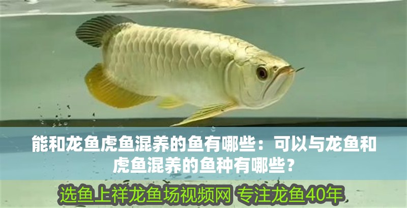 能和龍魚虎魚混養的魚有哪些：可以與龍魚和虎魚混養的魚種有哪些？