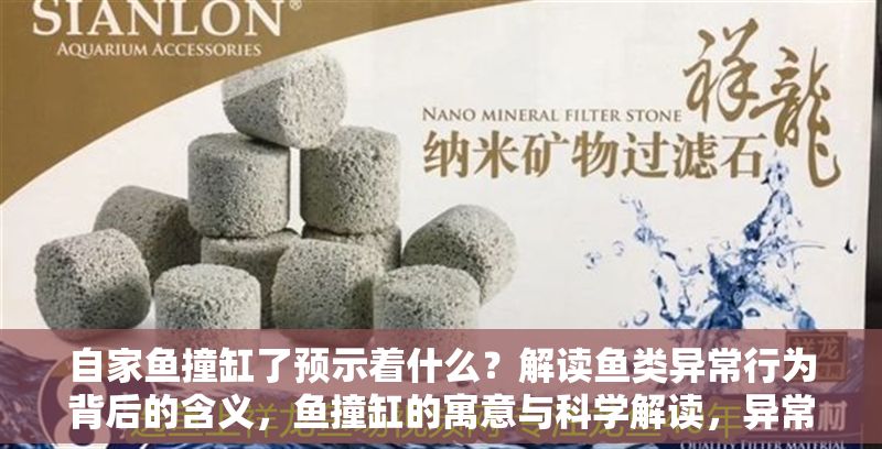 自家魚撞缸了預示著什么？解讀魚類異常行為背后的含義，魚撞缸的寓意與科學解讀，異常行為背后的真相