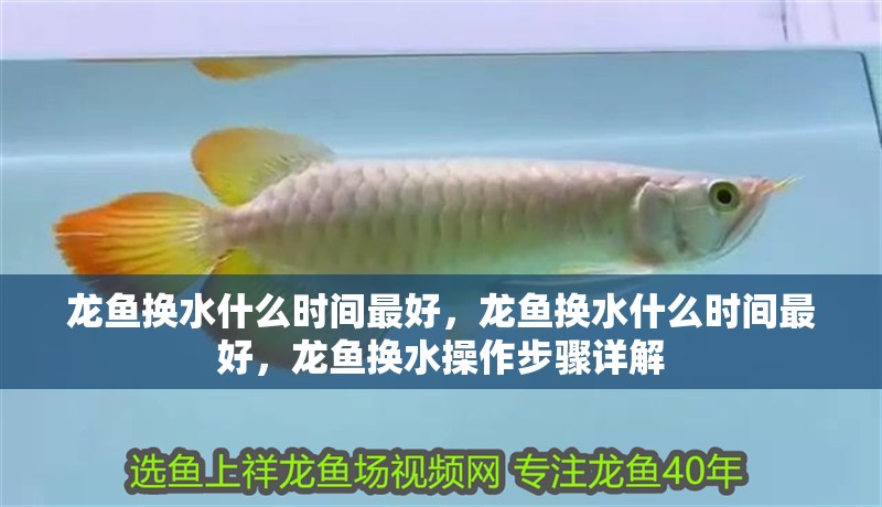 龍魚換水什么時間最好，龍魚換水什么時間最好，龍魚換水操作步驟詳解