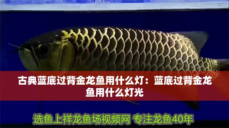 古典藍底過背金龍魚用什么燈：藍底過背金龍魚用什么燈光