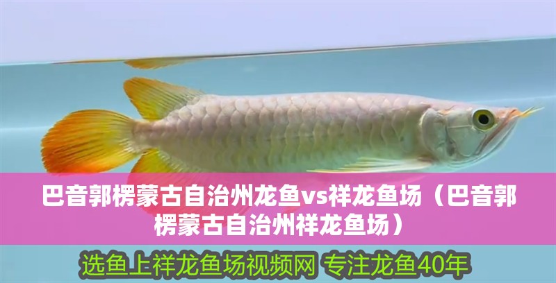 巴音郭楞蒙古自治州龍魚vs祥龍魚場（巴音郭楞蒙古自治州祥龍魚場）