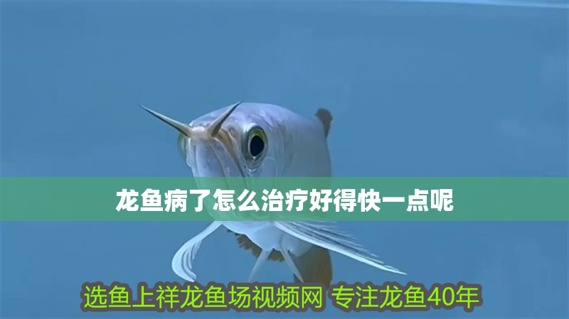 龍魚病了怎么治療好得快一點呢