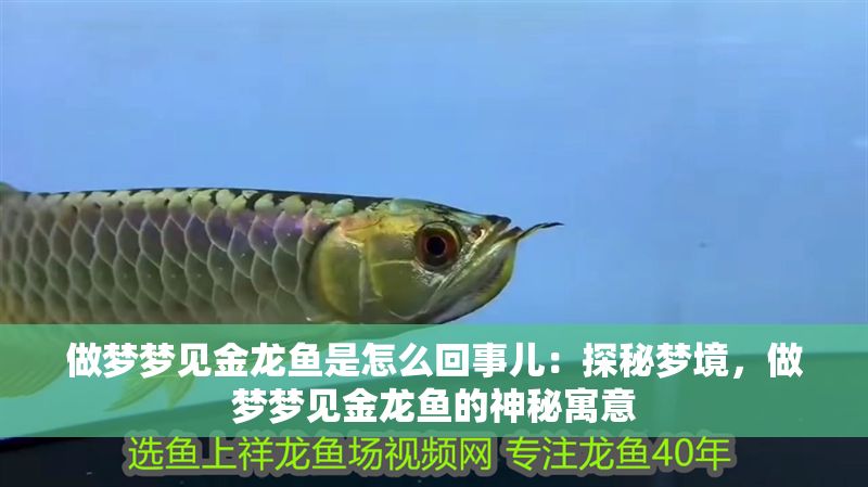 做夢(mèng)夢(mèng)見金龍魚是怎么回事兒：探秘夢(mèng)境，做夢(mèng)夢(mèng)見金龍魚的神秘寓意