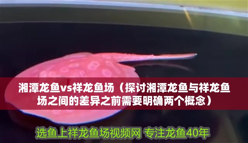 湘潭龍魚vs祥龍魚場（探討湘潭龍魚與祥龍魚場之間的差異之前需要明確兩個概念）