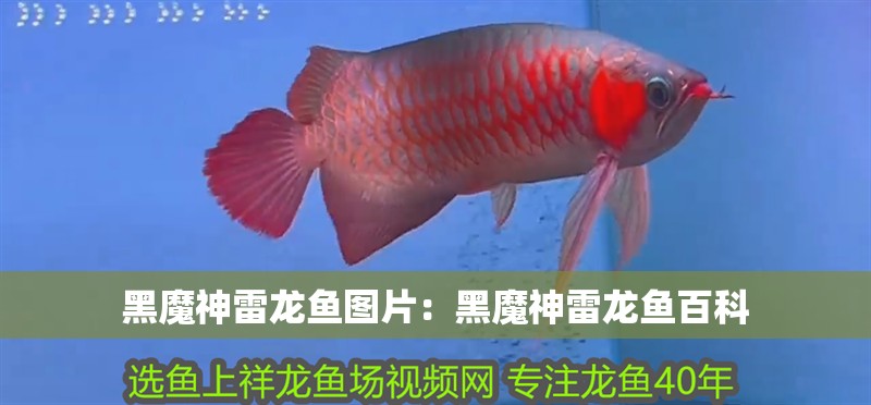 黑魔神雷龍魚圖片：黑魔神雷龍魚百科