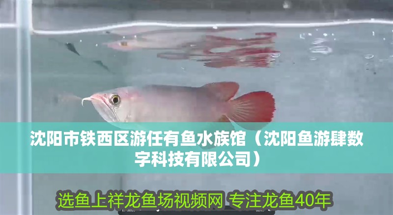 沈陽(yáng)市鐵西區(qū)游任有魚(yú)水族館（沈陽(yáng)魚(yú)游肆數(shù)字科技有限公司）