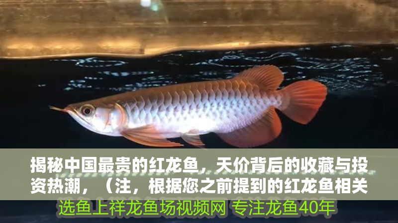 揭秘中國最貴的紅龍魚，天價背后的收藏與投資熱潮，（注，根據(jù)您之前提到的紅龍魚相關(guān)內(nèi)容，生成了一個聚焦高價、收藏投資熱點的標題。如需調(diào)整方向或補充細節(jié)，可提供更多信息以便優(yōu)化。）
