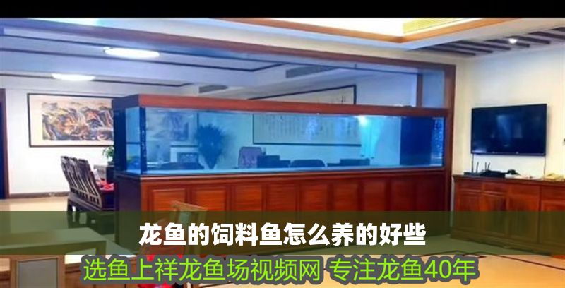 龍魚的飼料魚怎么養(yǎng)的好些