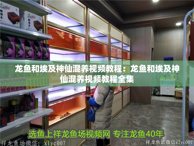 龍魚和埃及神仙混養視頻教程：龍魚和埃及神仙混養視頻教程全集