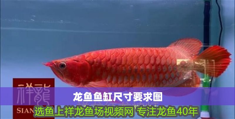 龍魚魚缸尺寸要求圖