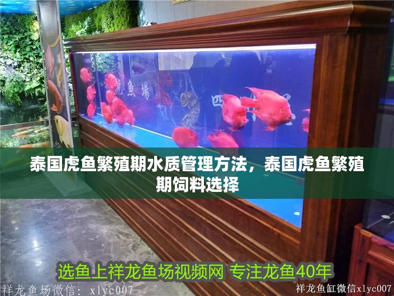 泰國虎魚繁殖期水質(zhì)管理方法，泰國虎魚繁殖期飼料選擇 泰國虎魚繁殖期水質(zhì)管理方法，泰國虎魚繁殖期飼料選擇 虎魚百科 第1張