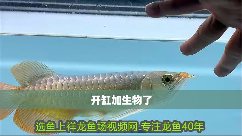 詳細(xì)閱讀:開(kāi)缸加生物了 開(kāi)缸加生物了