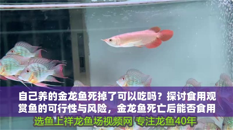 自己養的金龍魚死掉了可以吃嗎？探討食用觀賞魚的可行性與風險，金龍魚死亡后能否食用？解析觀賞魚食用的安全與風險