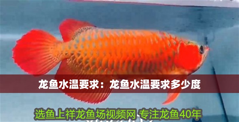 龍魚水溫要求：龍魚水溫要求多少度