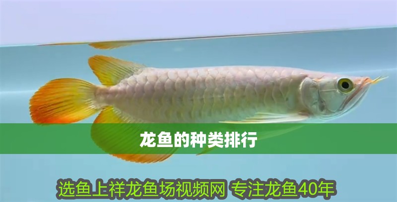 龍魚(yú)的種類(lèi)排行