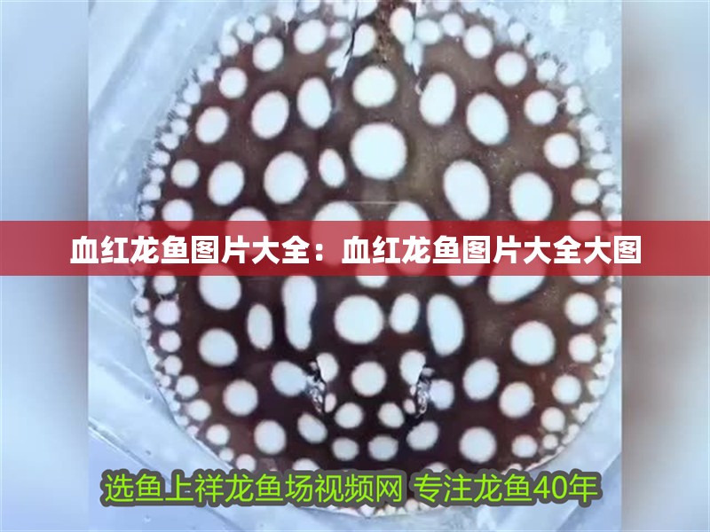 血紅龍魚(yú)圖片大全：血紅龍魚(yú)圖片大全大圖