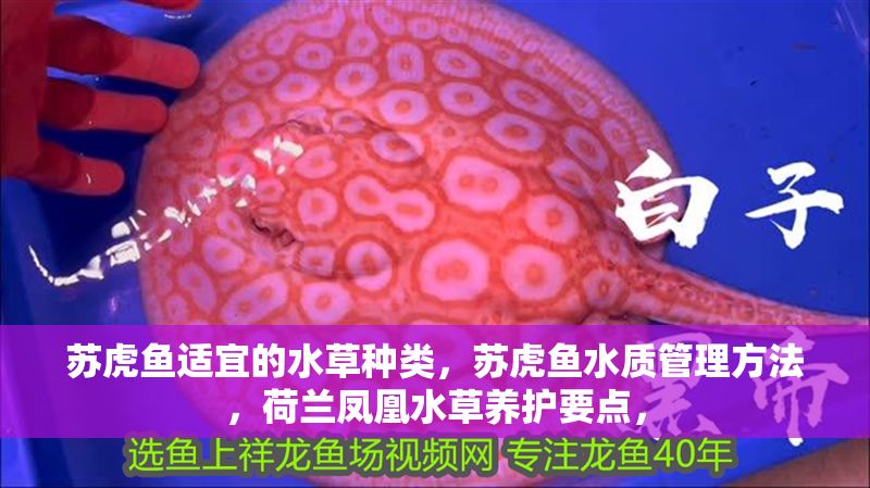 蘇虎魚適宜的水草種類，蘇虎魚水質(zhì)管理方法，荷蘭鳳凰水草養(yǎng)護(hù)要點，