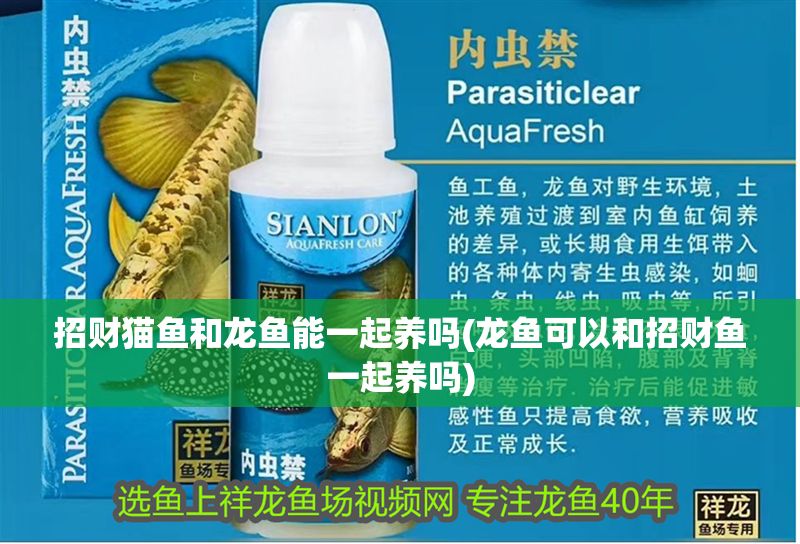 招財貓魚和龍魚能一起養嗎(龍魚可以和招財魚一起養嗎)