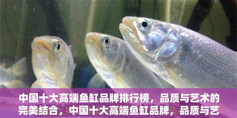 中國(guó)十大高端魚缸品牌排行榜，品質(zhì)與藝術(shù)的完美結(jié)合，中國(guó)十大高端魚缸品牌，品質(zhì)與藝術(shù)的極致融合