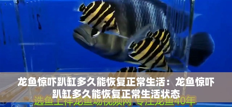 龍魚驚嚇趴缸多久能恢復正常生活：龍魚驚嚇趴缸多久能恢復正常生活狀態