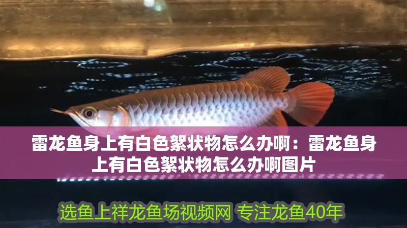 雷龍魚身上有白色絮狀物怎么辦啊：雷龍魚身上有白色絮狀物怎么辦啊圖片 雷龍魚身上有白色絮狀物怎么辦啊：雷龍魚身上有白色絮狀物怎么辦啊圖片 水族問答