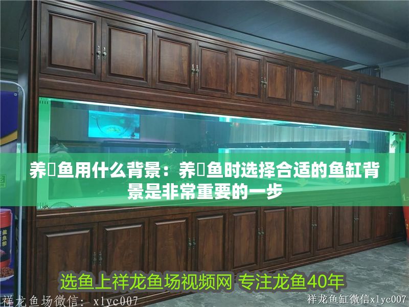 詳細閱讀:養魟魚用什么背景:養魟魚時選擇合適的魚缸背景是非常重要的一步 養魟魚用什么背景:養魟魚時選擇合適的魚缸背景是非常重要的一步