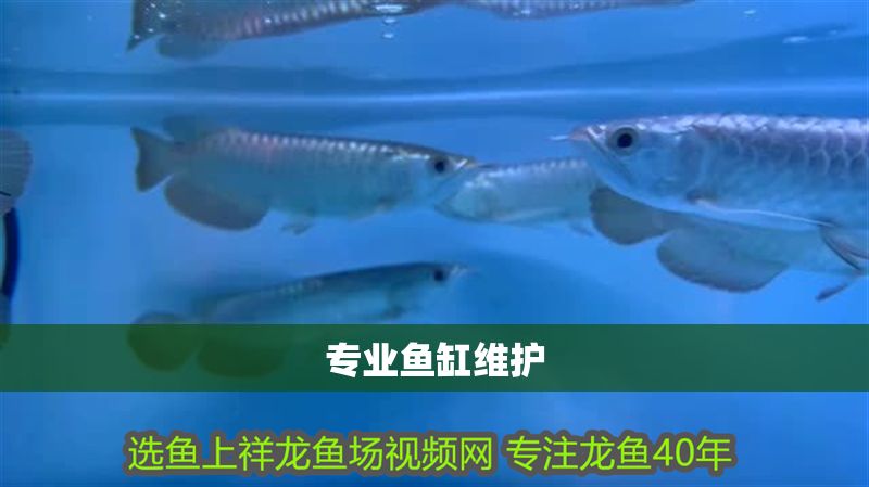 專業(yè)魚缸維護(hù)