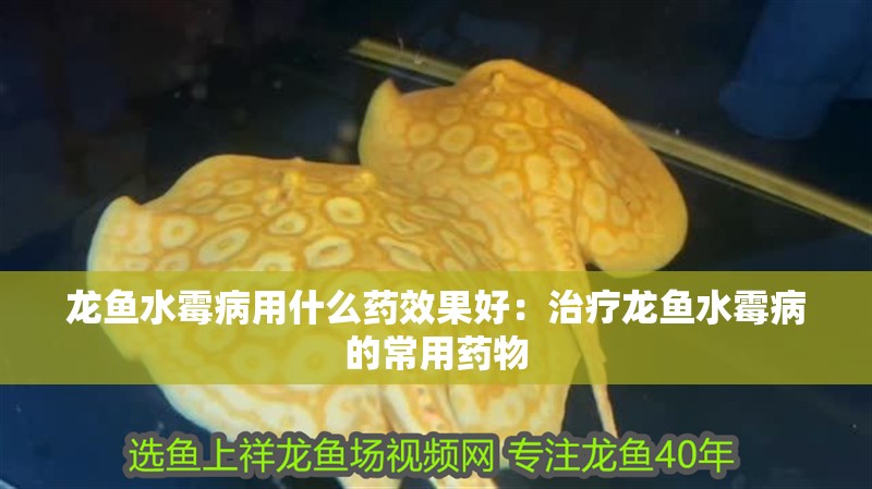 龍魚水霉病用什么藥效果好：治療龍魚水霉病的常用藥物