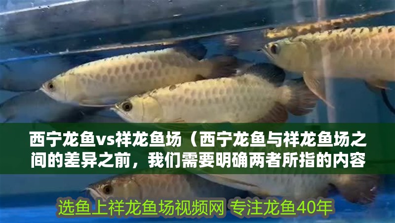 西寧龍魚vs祥龍魚場（西寧龍魚與祥龍魚場之間的差異之前，我們需要明確兩者所指的內(nèi)容）