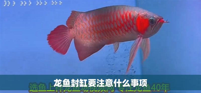 龍魚封缸要注意什么事項