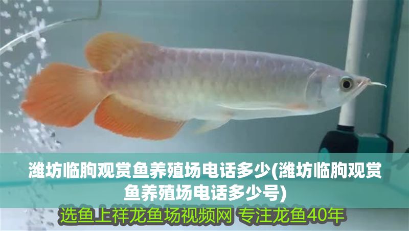 濰坊臨朐觀賞魚養殖場電話多少(濰坊臨朐觀賞魚養殖場電話多少號)