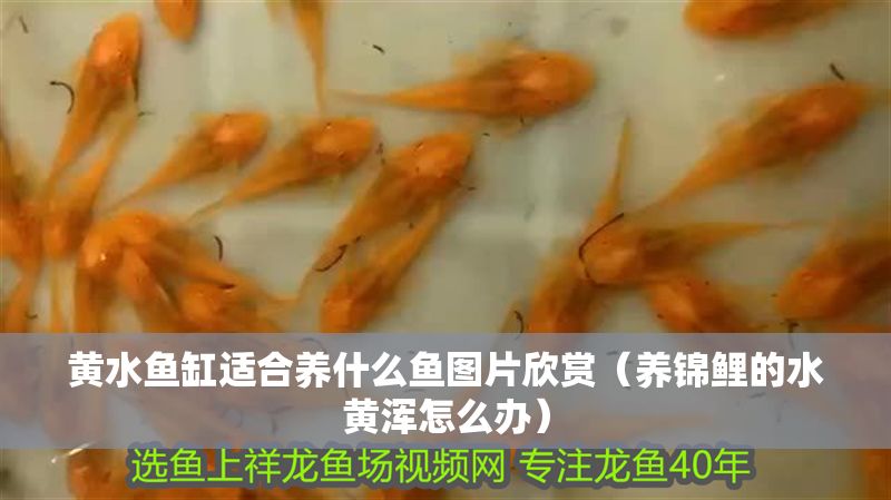 黃水魚缸適合養什么魚圖片欣賞（養錦鯉的水黃渾怎么辦）