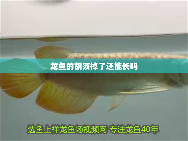 龍魚的胡須掉了還能長嗎