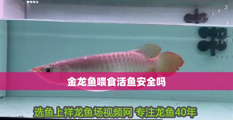 金龍魚喂食活魚安全嗎