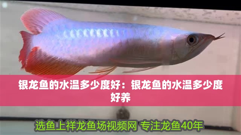 銀龍魚的水溫多少度好：銀龍魚的水溫多少度好養
