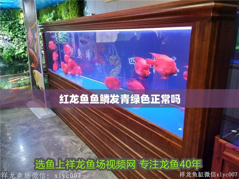 紅龍魚魚鱗發青綠色正常嗎