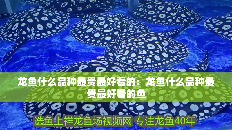 龍魚什么品種最貴最好看的：龍魚什么品種最貴最好看的魚