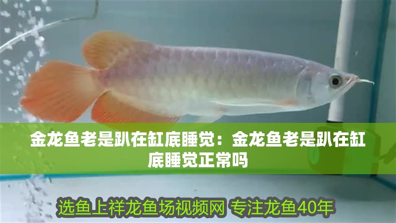 金龍魚老是趴在缸底睡覺：金龍魚老是趴在缸底睡覺正常嗎