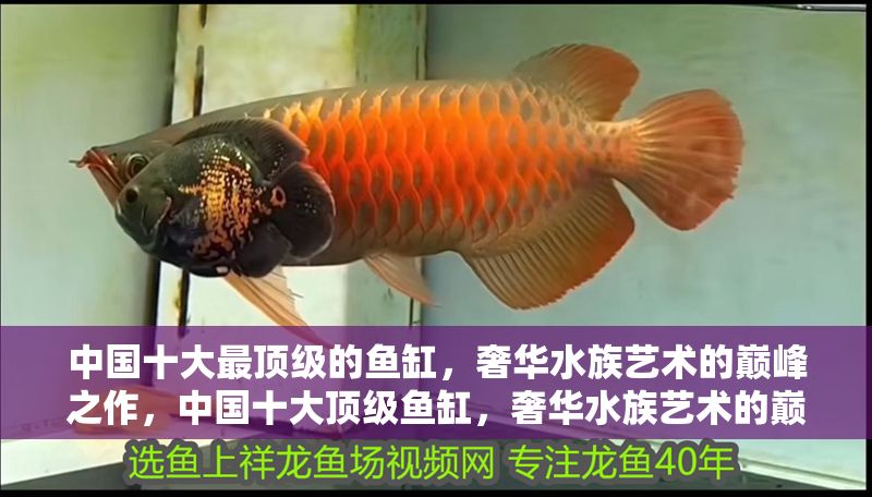 中國十大最頂級的魚缸，奢華水族藝術的巔峰之作，中國十大頂級魚缸，奢華水族藝術的巔峰之作