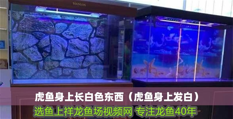 虎魚身上長白色東西（虎魚身上發白） 虎魚身上長白色東西（虎魚身上發白） 虎魚百科 第1張
